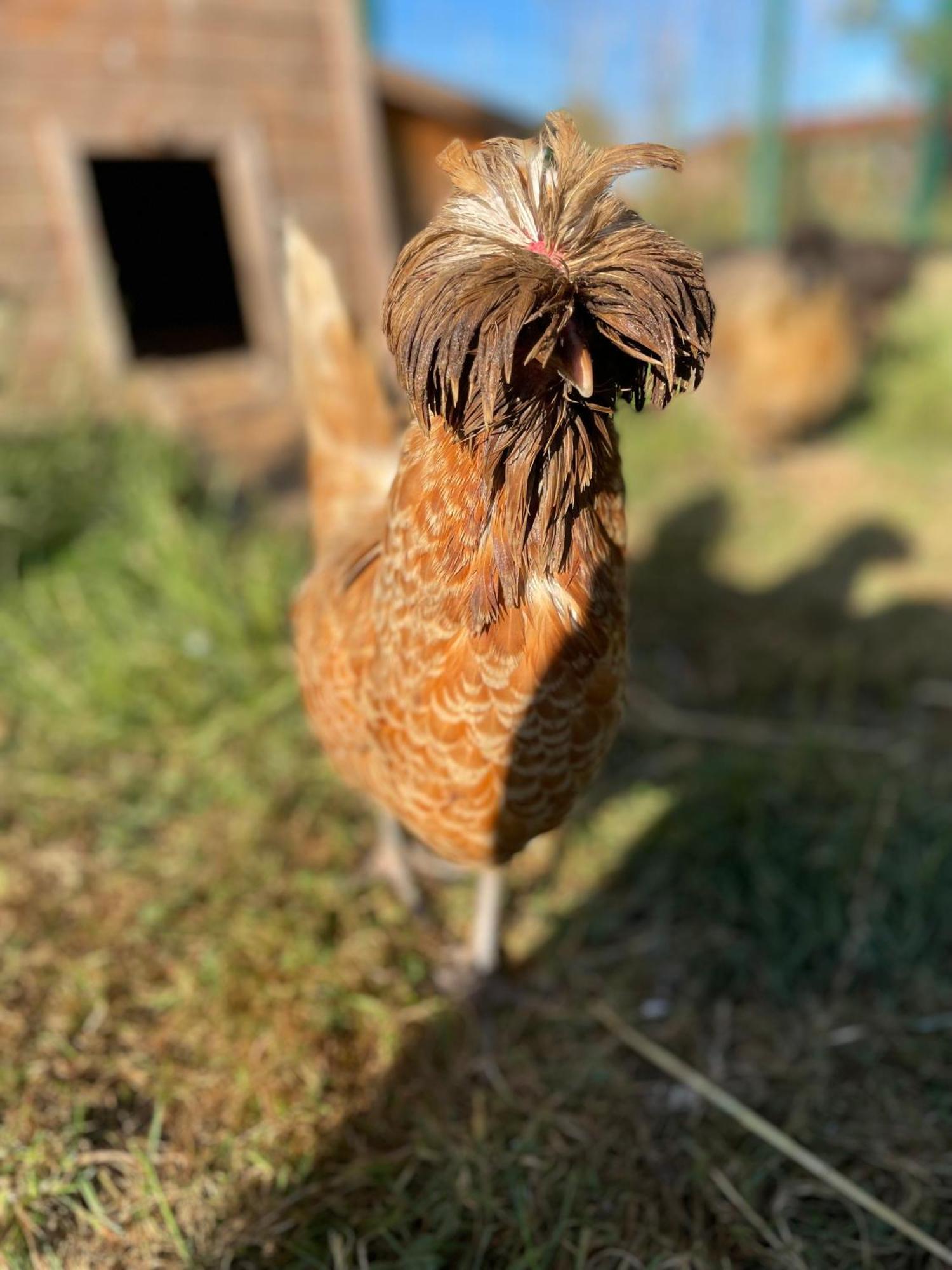 La Ferme Du Paradis Merris Exterior foto