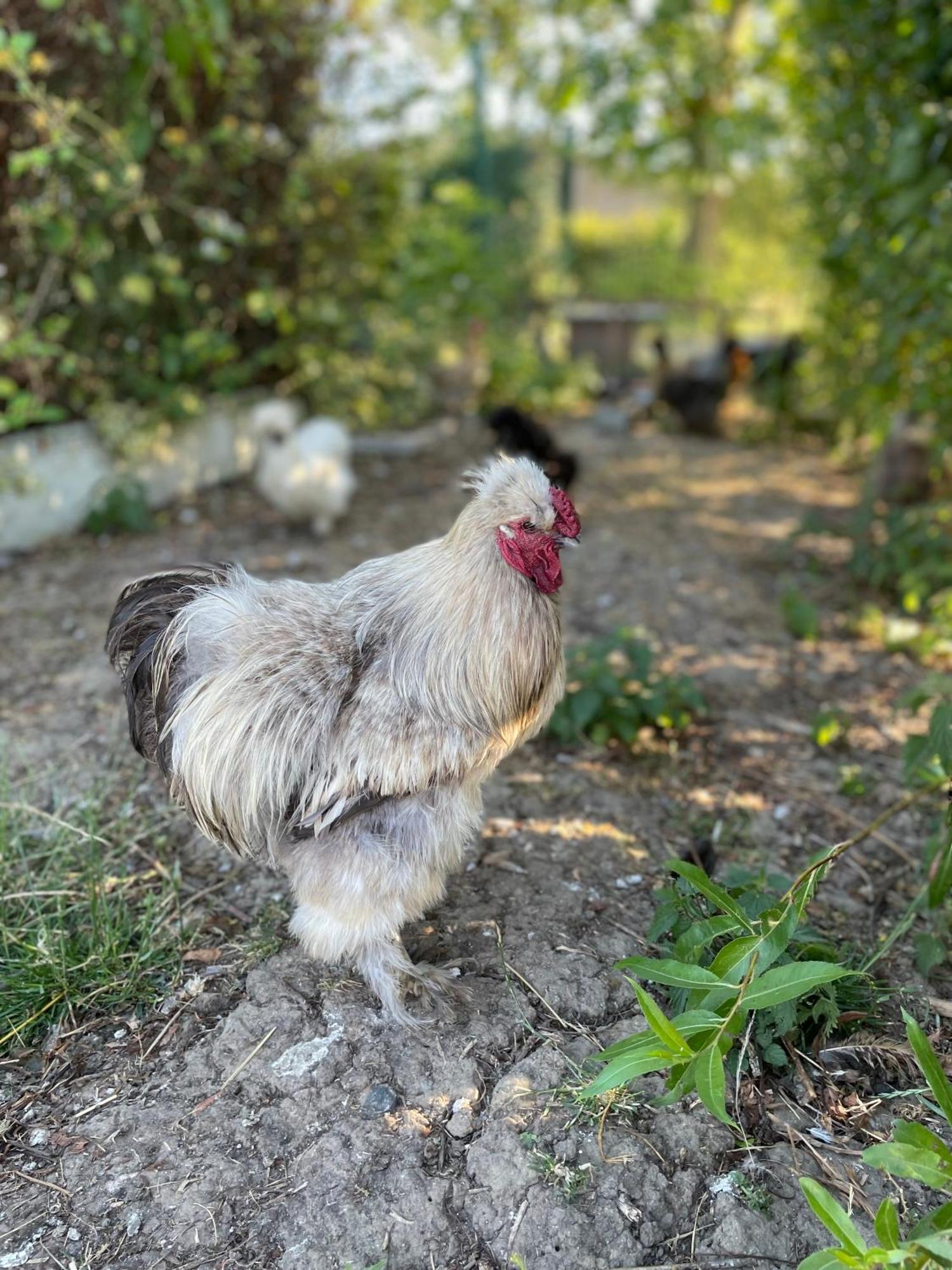 La Ferme Du Paradis Merris Exterior foto