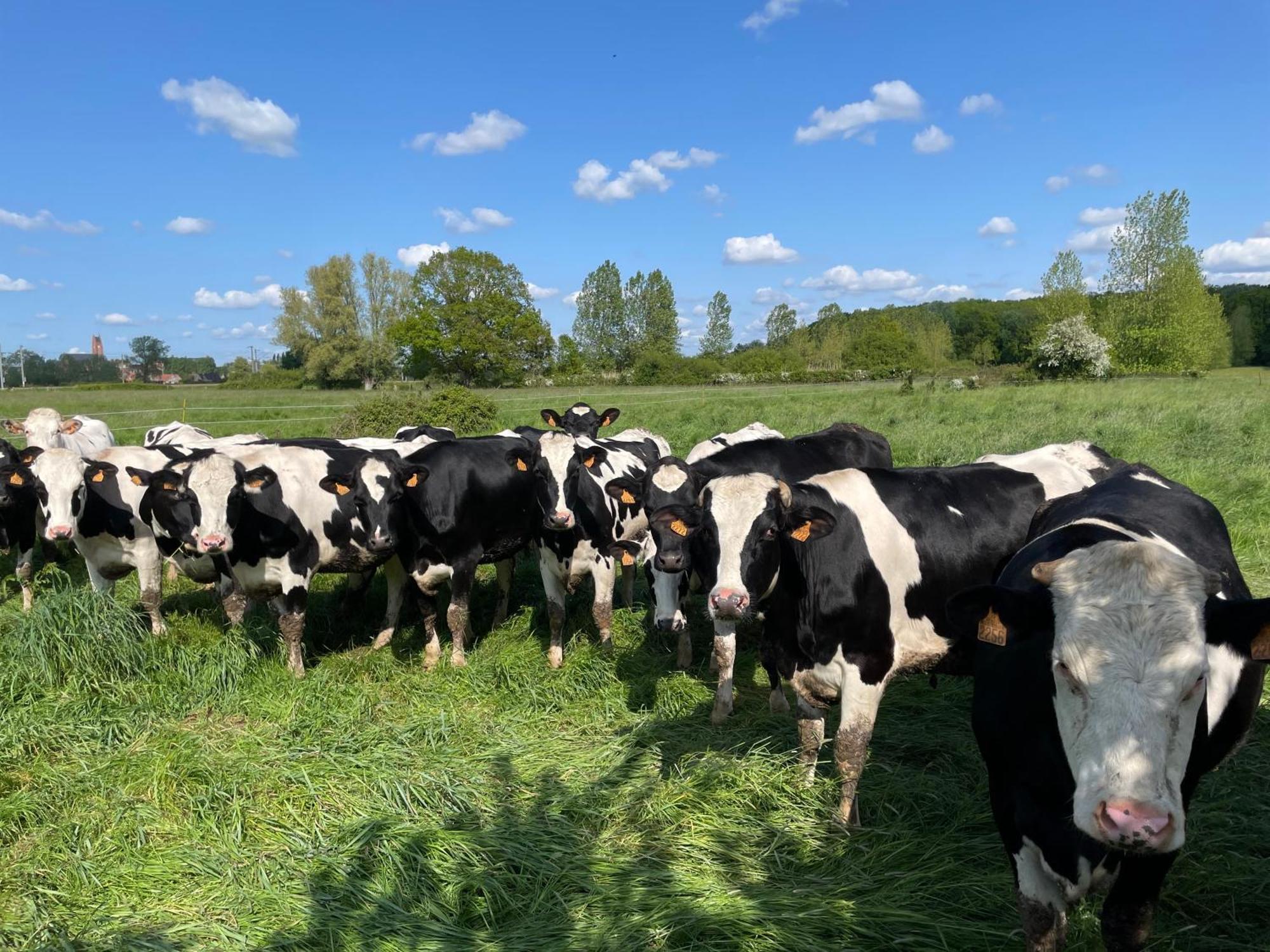 La Ferme Du Paradis Merris Exterior foto