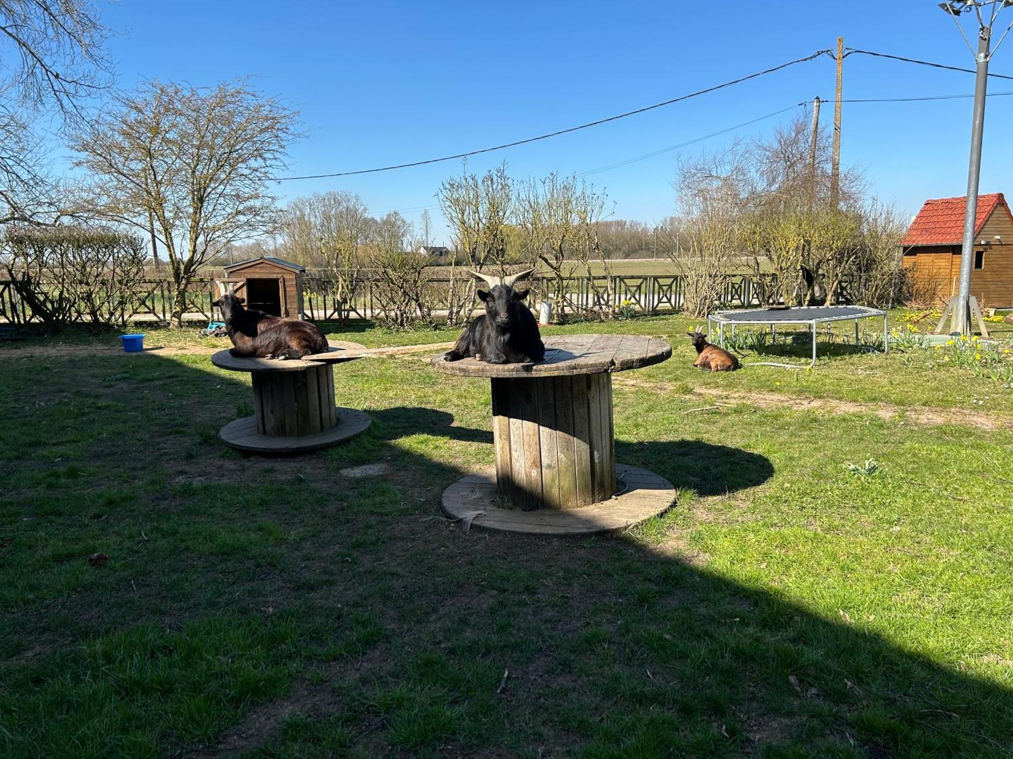 La Ferme Du Paradis Merris Exterior foto